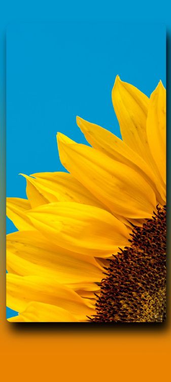 Обои телевидение, растение, цветок, общие подсолнуха, Знаменитый в разрешении 1080x2400