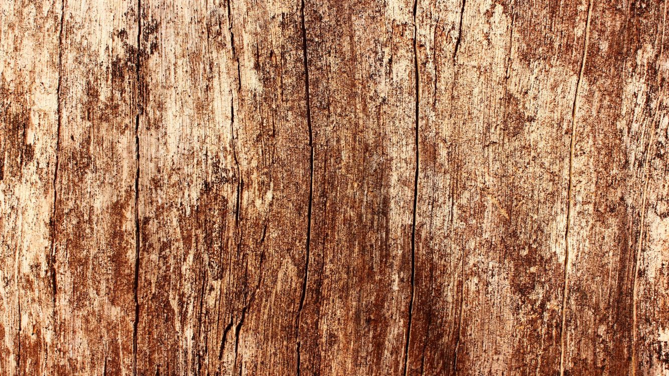 Обои дерево, дуб, текстура, древесина, семейство травы в разрешении 2560x1440