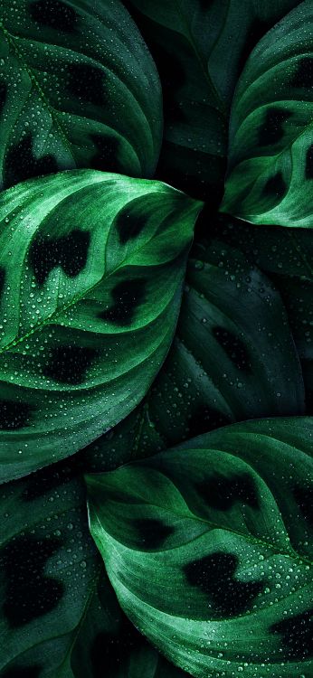 Обои крупный план, Нокиа 8, Nokia, смартфон, зеленый в разрешении 1080x2340