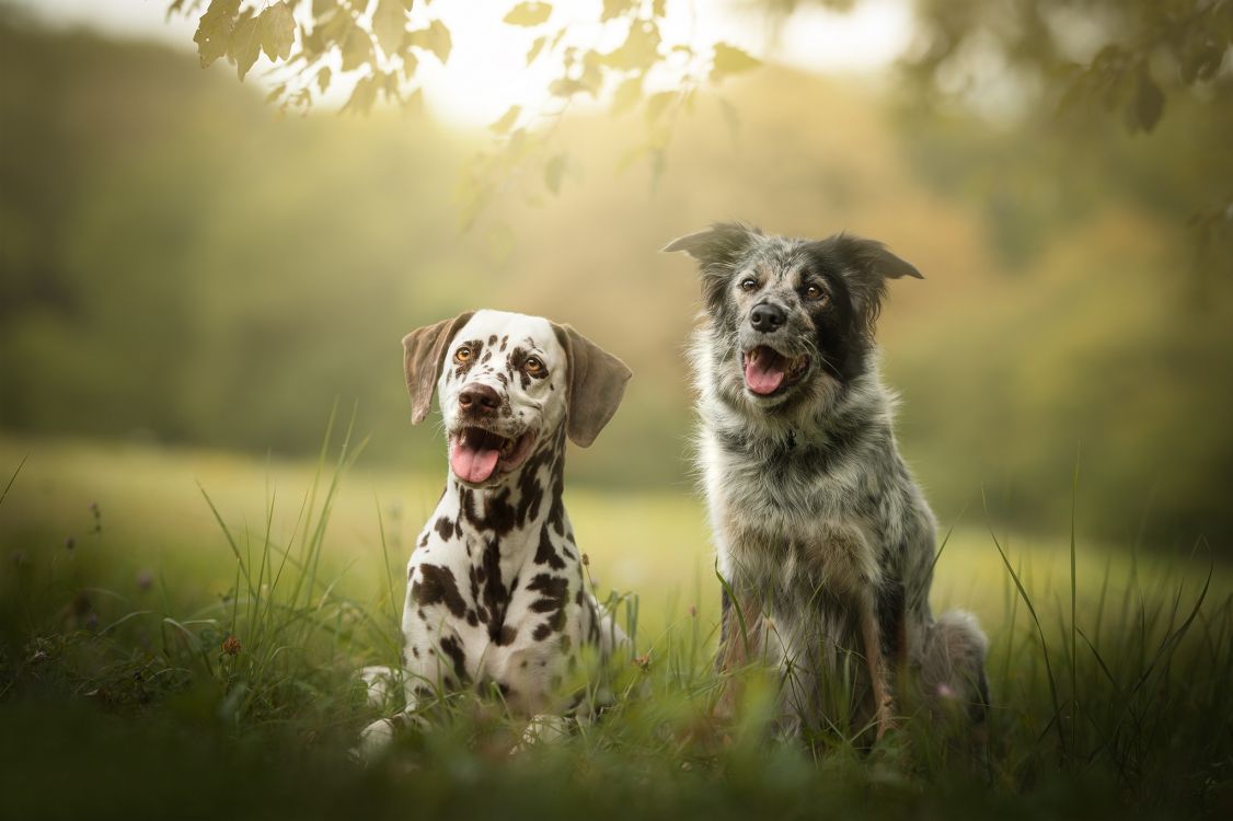 Обои английский сеттер, пес, собака породы, спортивные группы, охотничья собака в разрешении 2048x1363