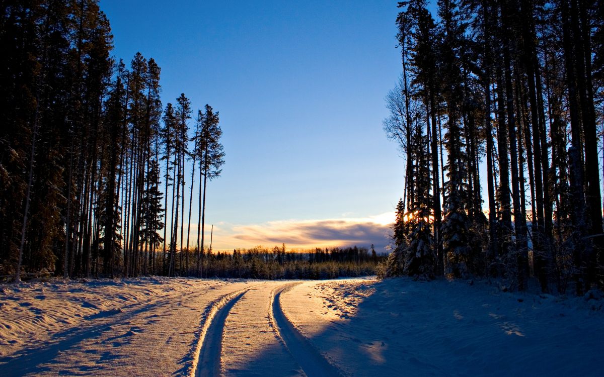 Обои зима, лес, снег, природа, дерево в разрешении 2560x1600