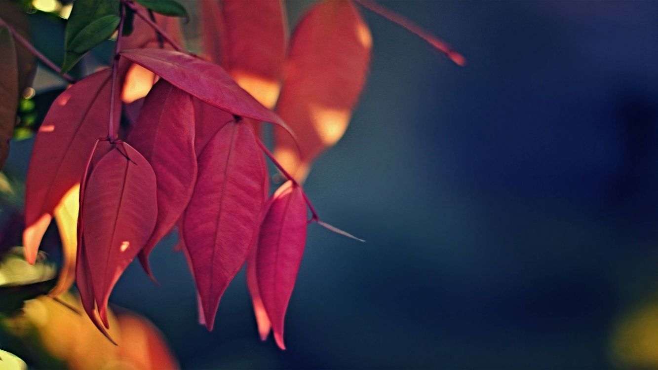 Обои цветок, лепесток, лист, растение, Янтарь в разрешении 2560x1440