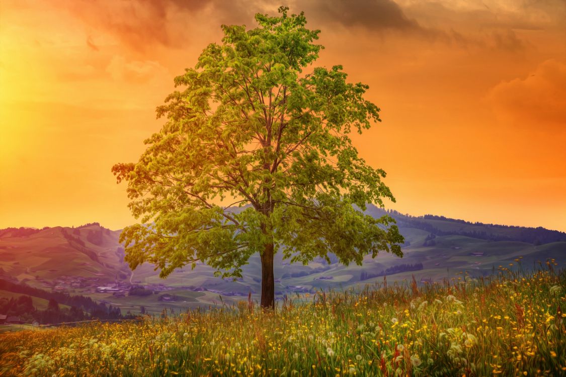 Обои природа, дерево, утро, солнечный свет, пейзаж в разрешении 3000x2000