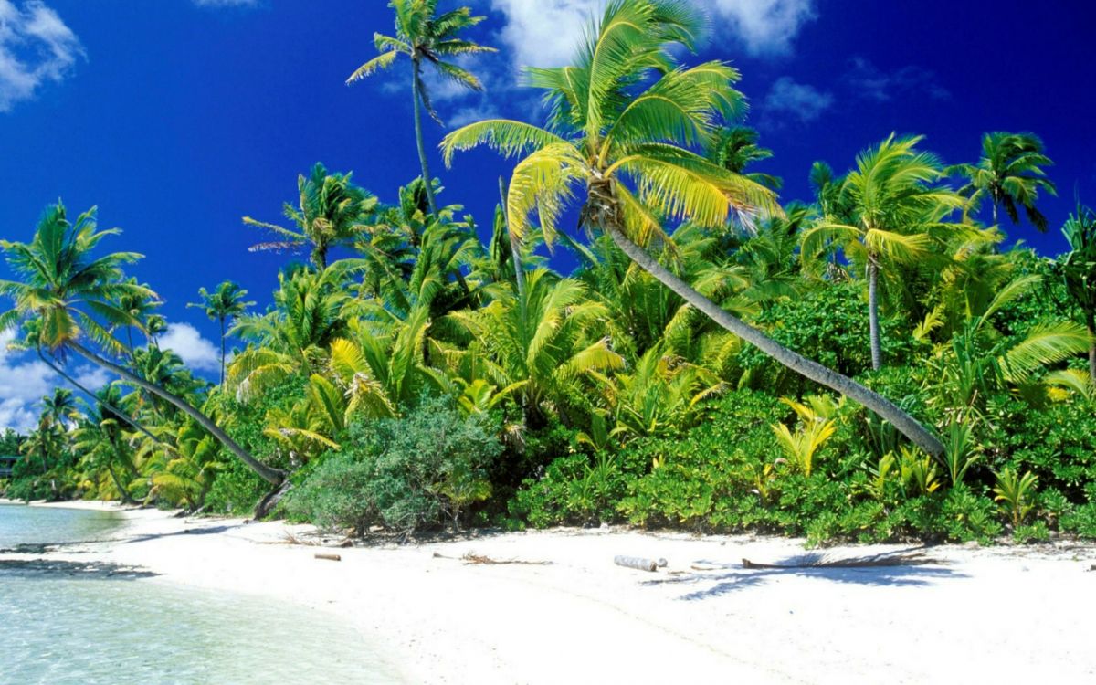 Обои растительность, тропическая зона, Карибский бассейн, океан, небо в разрешении 2560x1600