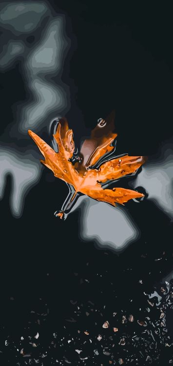 Обои Апельсин, жидкий, растение, капюшон, лепесток в разрешении 1421x3000