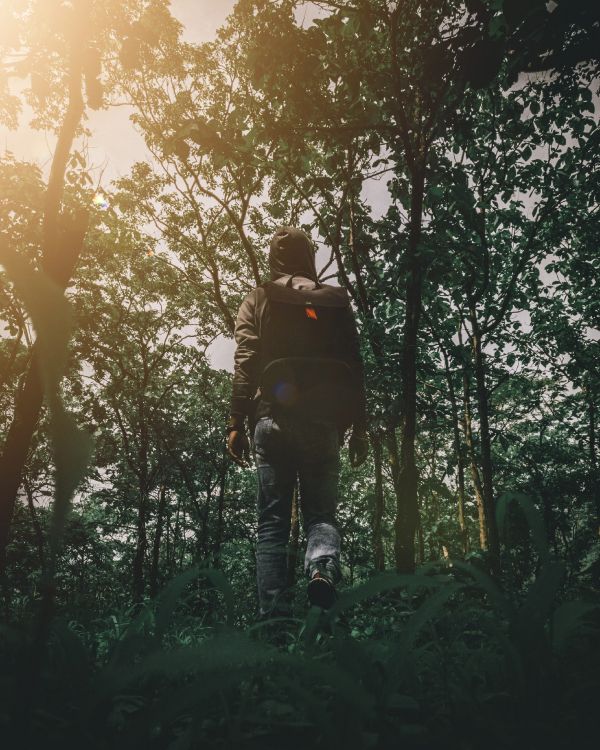 Обои природа, дерево, лес, окружающая среда, природный ландшафт в разрешении 3277x4096