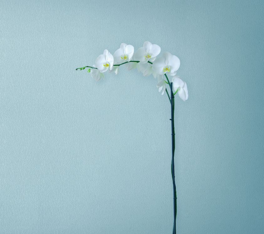 Обои Huawei, Huawei Mate, Huawei Mate 10, Huawei Mate 10 Pro, смартфон в разрешении 2880x2560