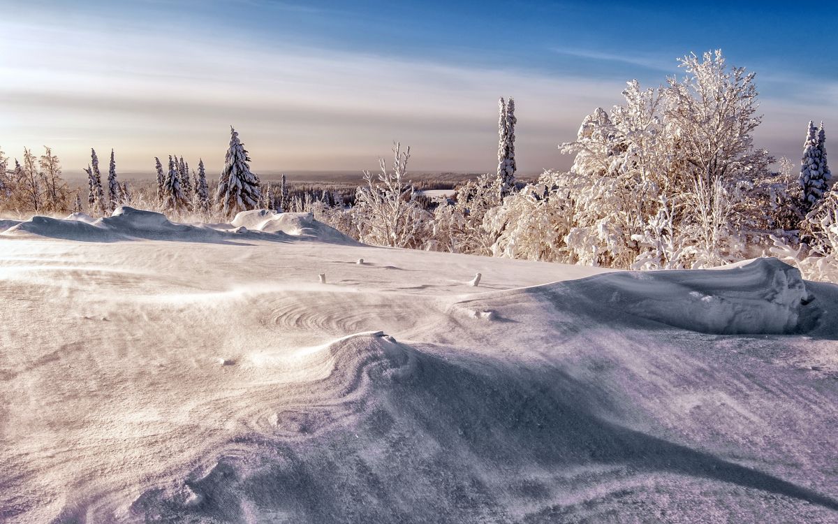 Обои зима, снег, природа, замораживание, дерево в разрешении 2560x1600