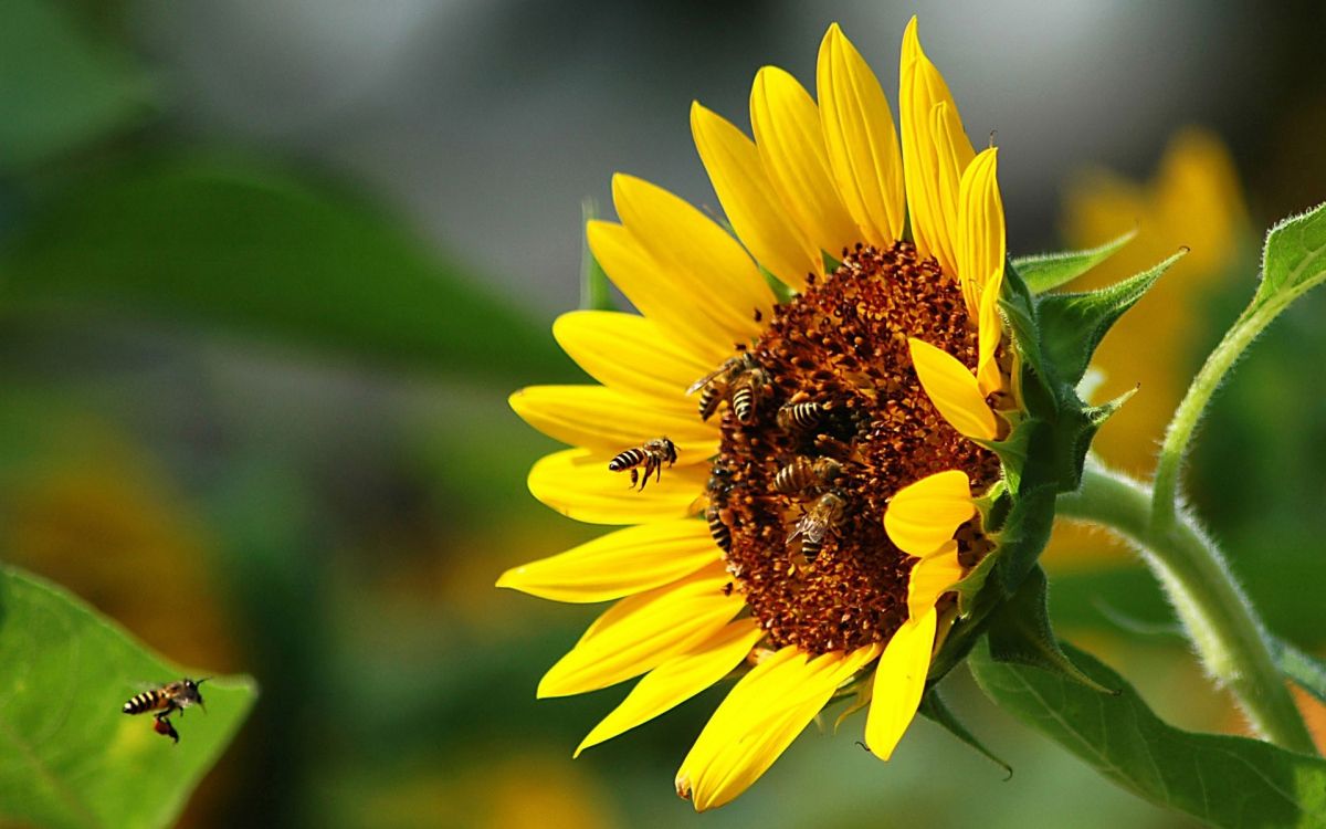 Обои медоносная пчела, опыление, насекомое, общие подсолнуха, улей в разрешении 1920x1200