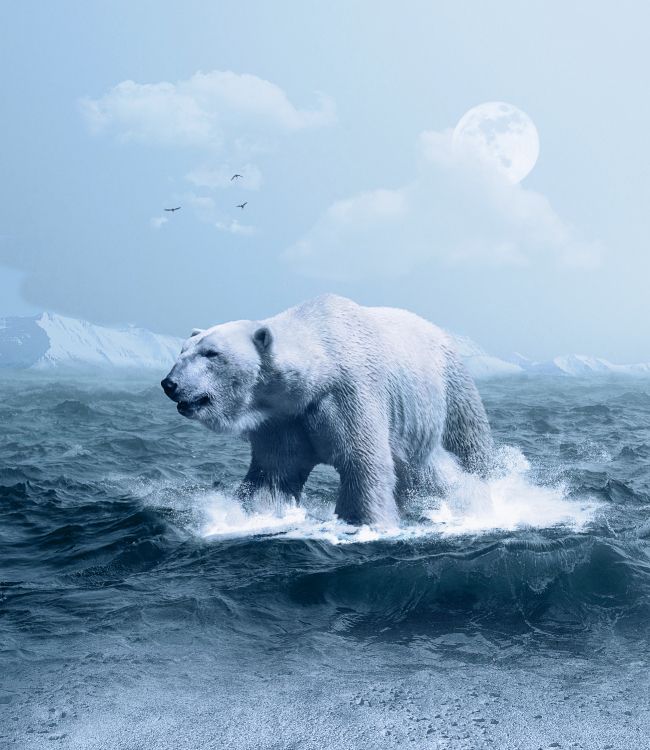 Обои белый медведь, медведь, Арктика, лед, полярные льды в разрешении 2600x3000