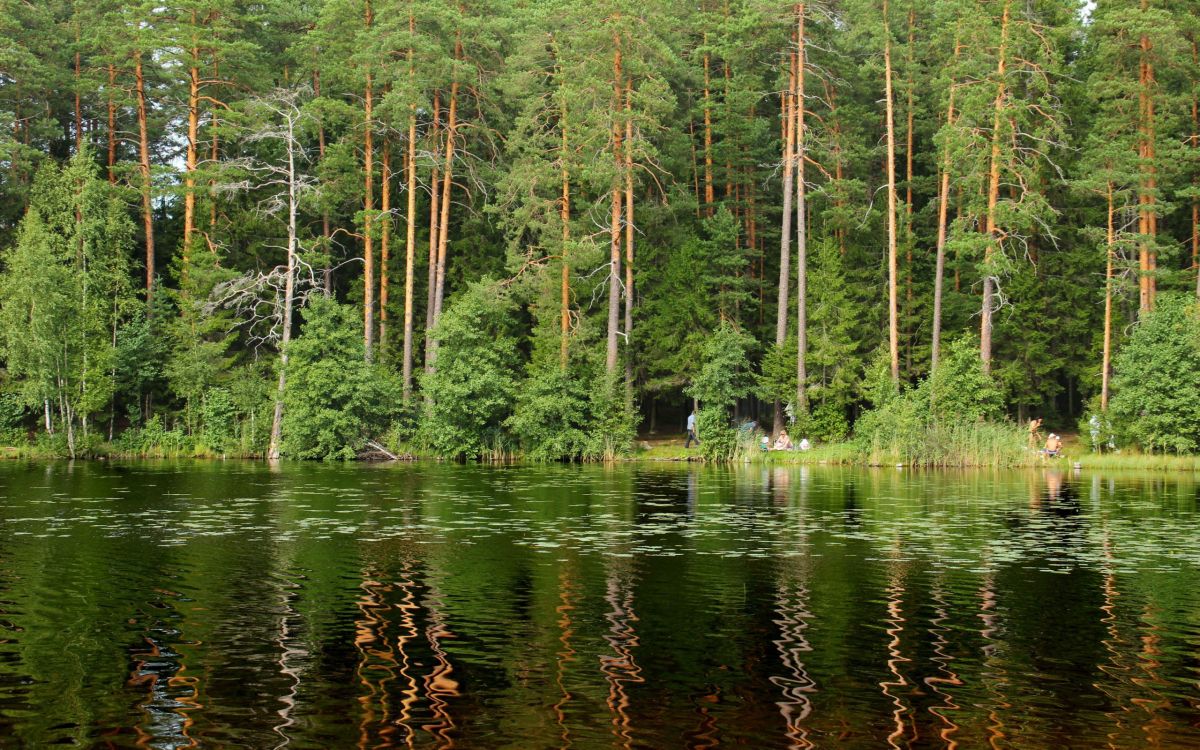 Обои дерево, природа, отражение, лес, природный заповедник в разрешении 2560x1600