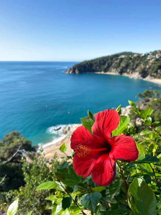 Обои растительность, пейзажи гор, гибискус, мальвы, водоем в разрешении 3024x4032