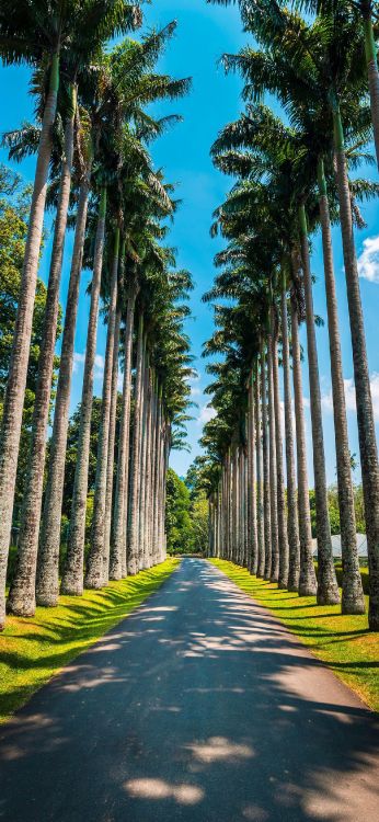 Обои королевский ботанический сад, пальмовые рощи, иллюстрация, растение, дневное время в разрешении 1300x2814