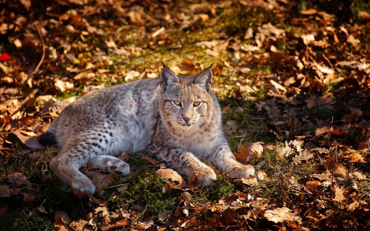 Обои Евразийская рысь, рысь, большая кошка, кот, осень в разрешении 1920x1200