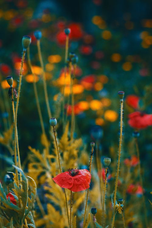 Обои цветок, красный цвет, коклико, растение, кукуруза мака в разрешении 3456x5184