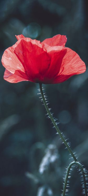 Обои Флора, стебель растения, цветковое растение, цветок, распространенные мака в разрешении 1080x2400