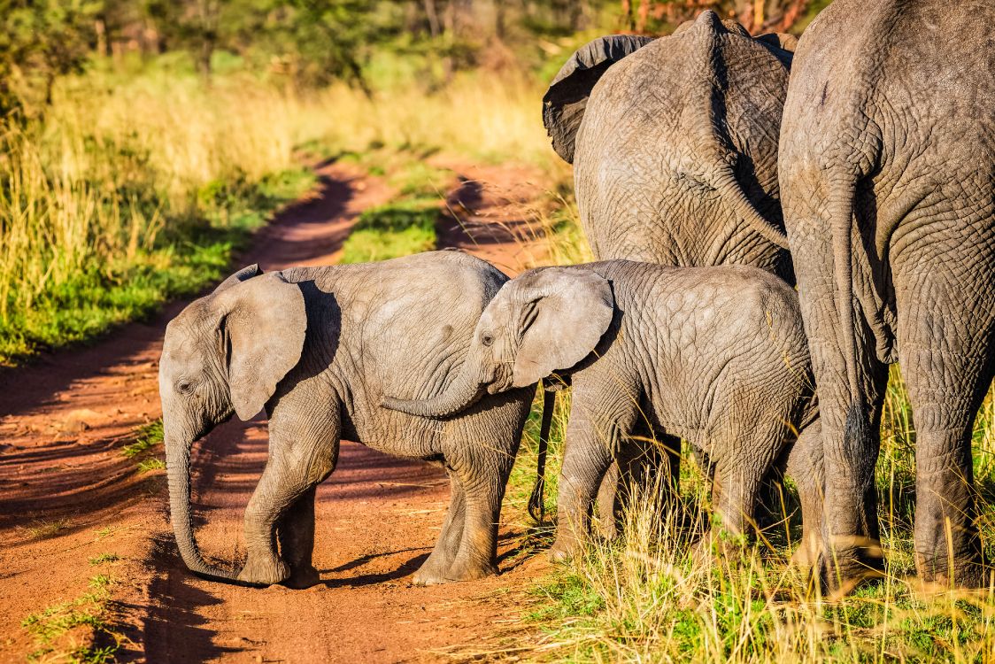 Обои африканский слон Буша, Африканский лесной слон, Слон, Лев, живая природа в разрешении 4199x2800