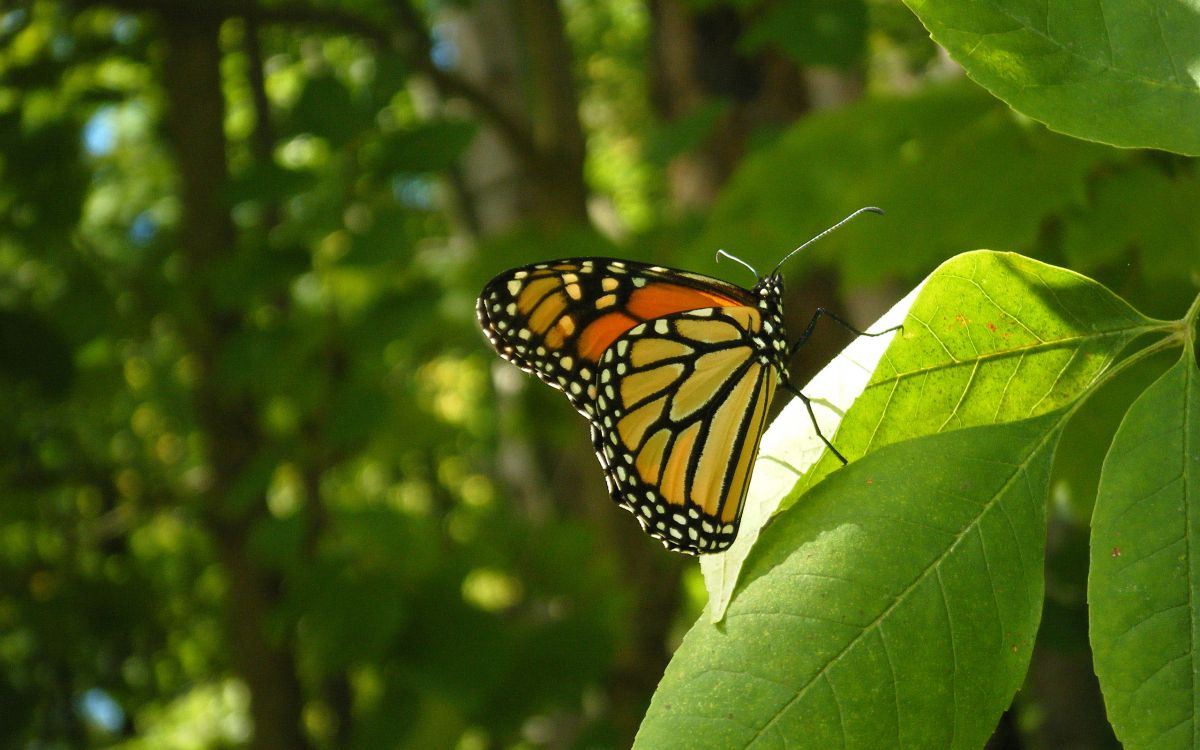 Обои бабочкамонарх, белянок, мотыльки и бабочки, бабочка, насекомое в разрешении 2560x1600