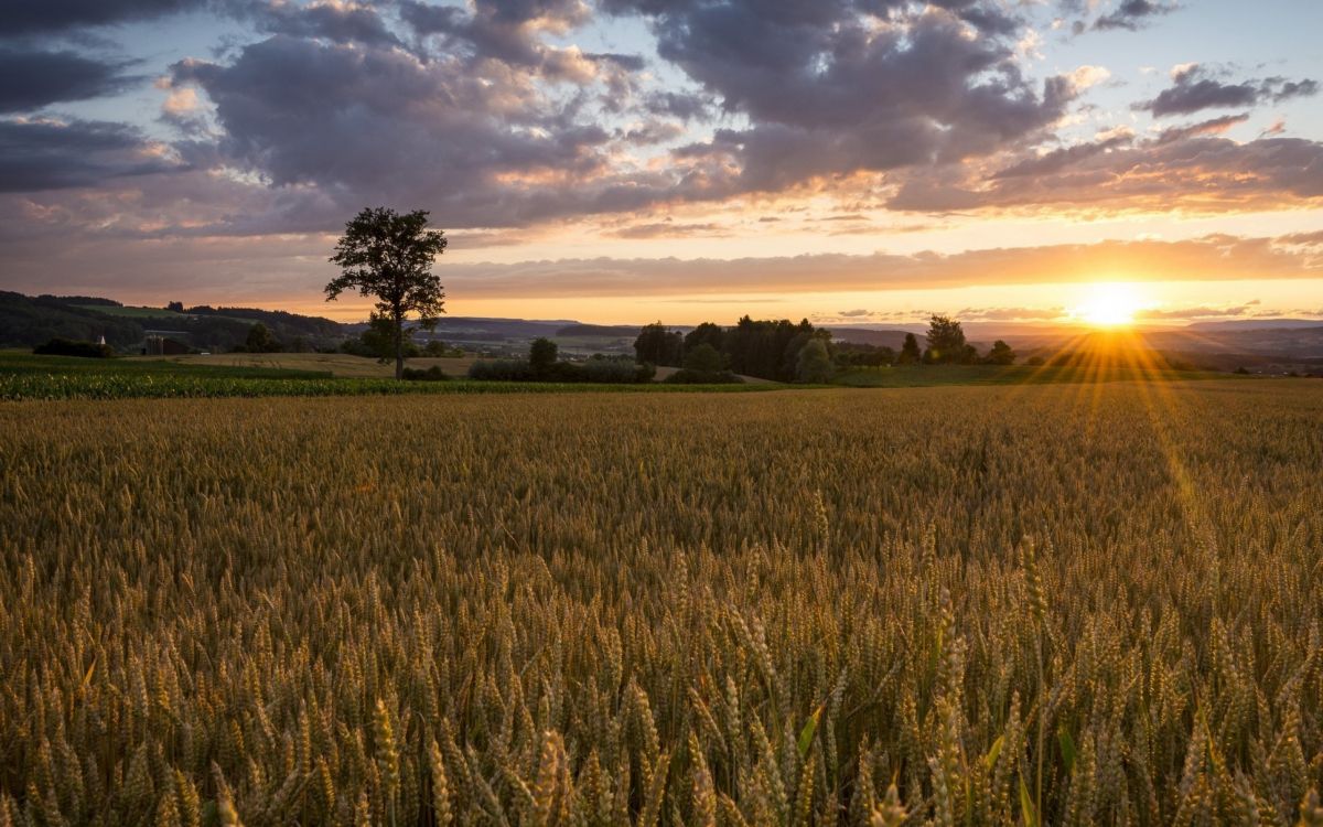 Обои поле, природа, сенокосное угодье, закат, равнина в разрешении 2560x1600