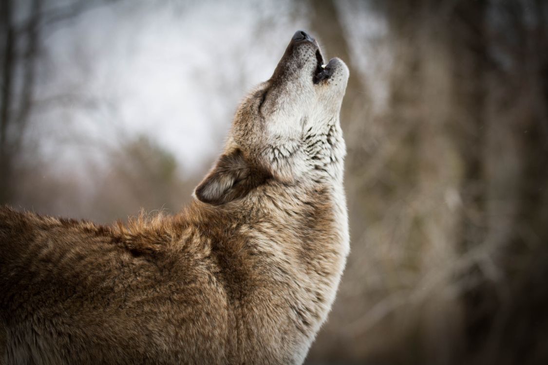 Обои живая природа, волк, морда, Псовые, чехословацкий влчак в разрешении 5184x3456
