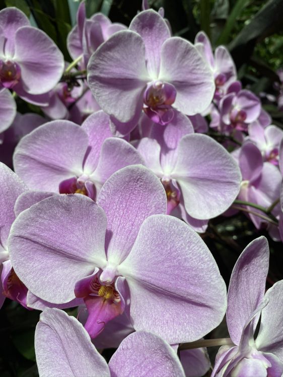 Обои сирень, цветковое растение, мотылек орхидеи, выбрасывать, орхидея в разрешении 1536x2048