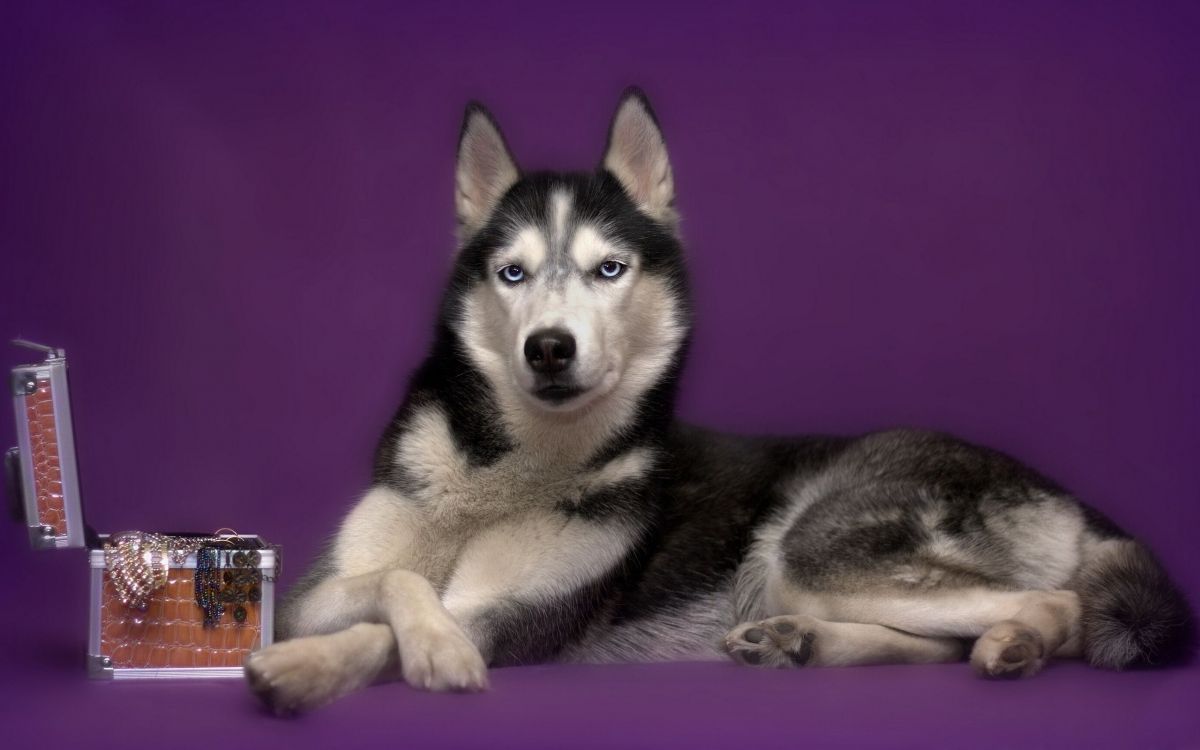 Обои аляскинский маламут, щенок, ездовая собака, Сахалинская хаски, миниатюрный Сибирский хаски в разрешении 2560x1600