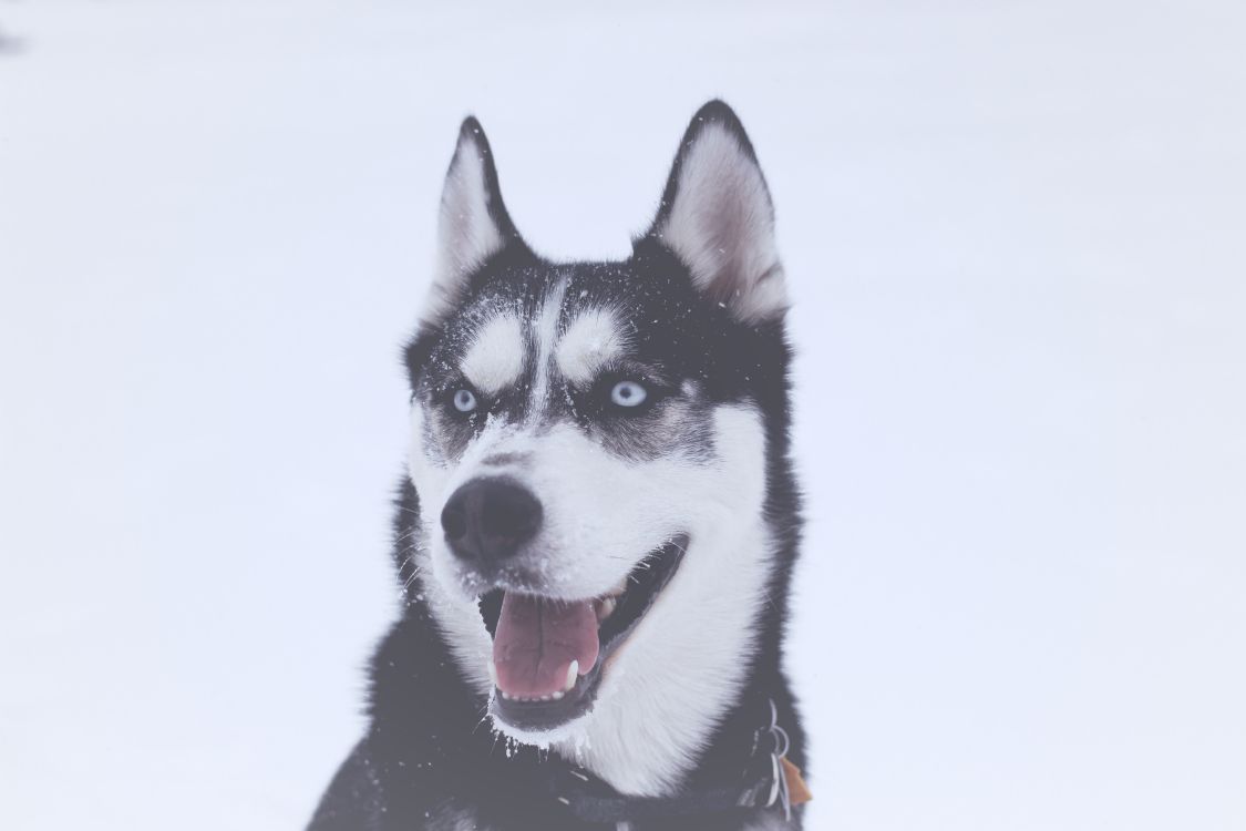 Обои Себирская Хаски, аляскинский маламут, щенок, хаски, ездовая собака в разрешении 5184x3456