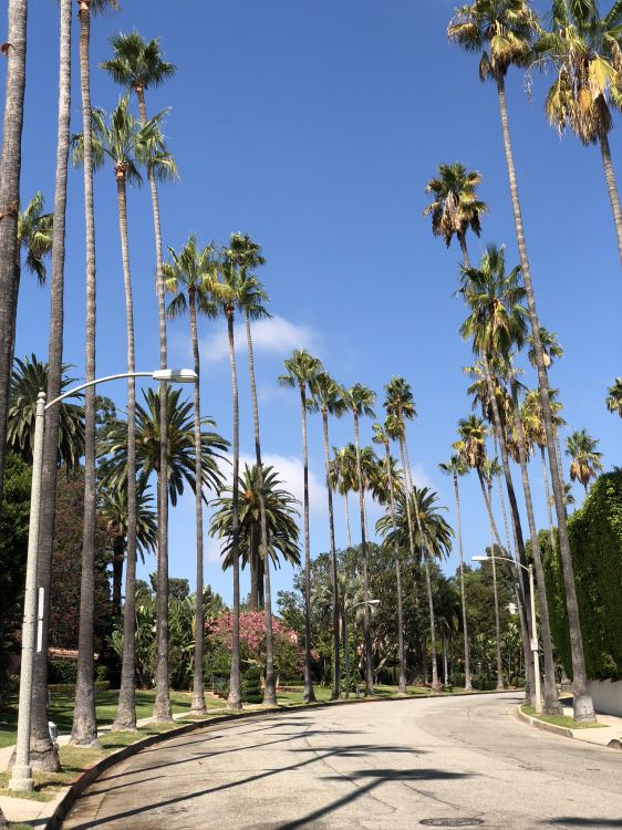 Обои пальмовые рощи, финиковая пальма, дерево, древесные растения, Пальма в разрешении 1536x2048