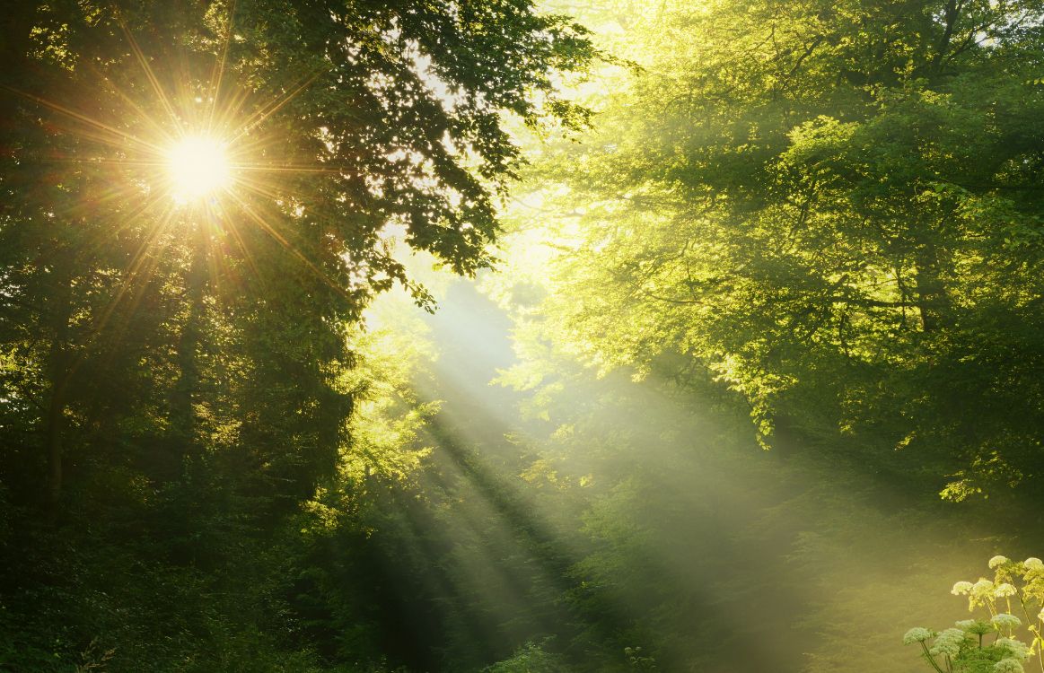 Обои природа, солнечный свет, свет, утро, дерево в разрешении 6256x4033