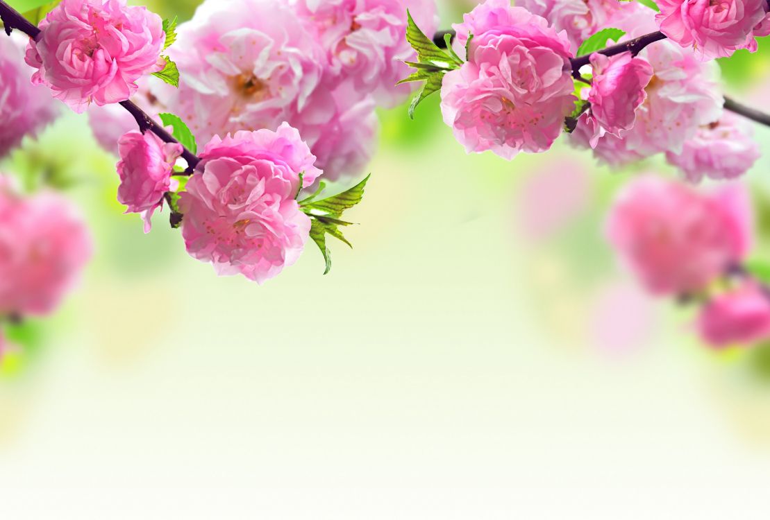 Обои цветок, весна, розовый, ветвь, растение в разрешении 6000x4056