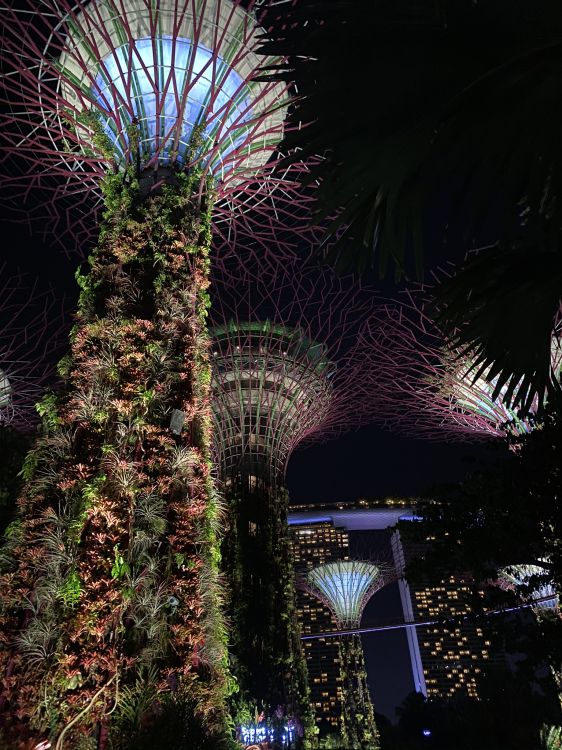 Обои Сингапур, ночь, пальмовые рощи, ландшафтное освещение, мажорель синий в разрешении 1536x2048