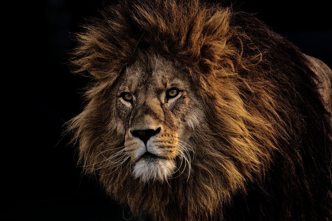 Обои Лев, волосы, живая природа, масаи Лев, кошачьих в разрешении 6000x4000