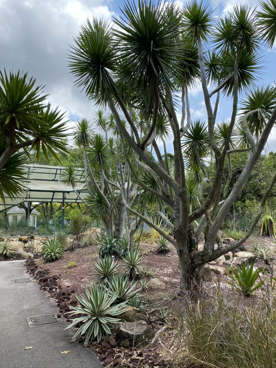 Обои растительность, биом, кустарник, рассада, растение в разрешении 1536x2048