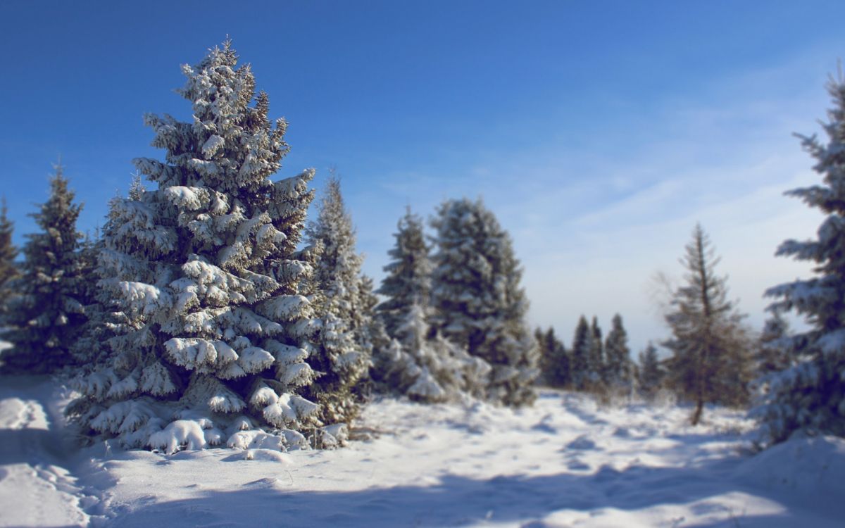 Обои ель, снег, зима, дерево, замораживание в разрешении 2560x1600