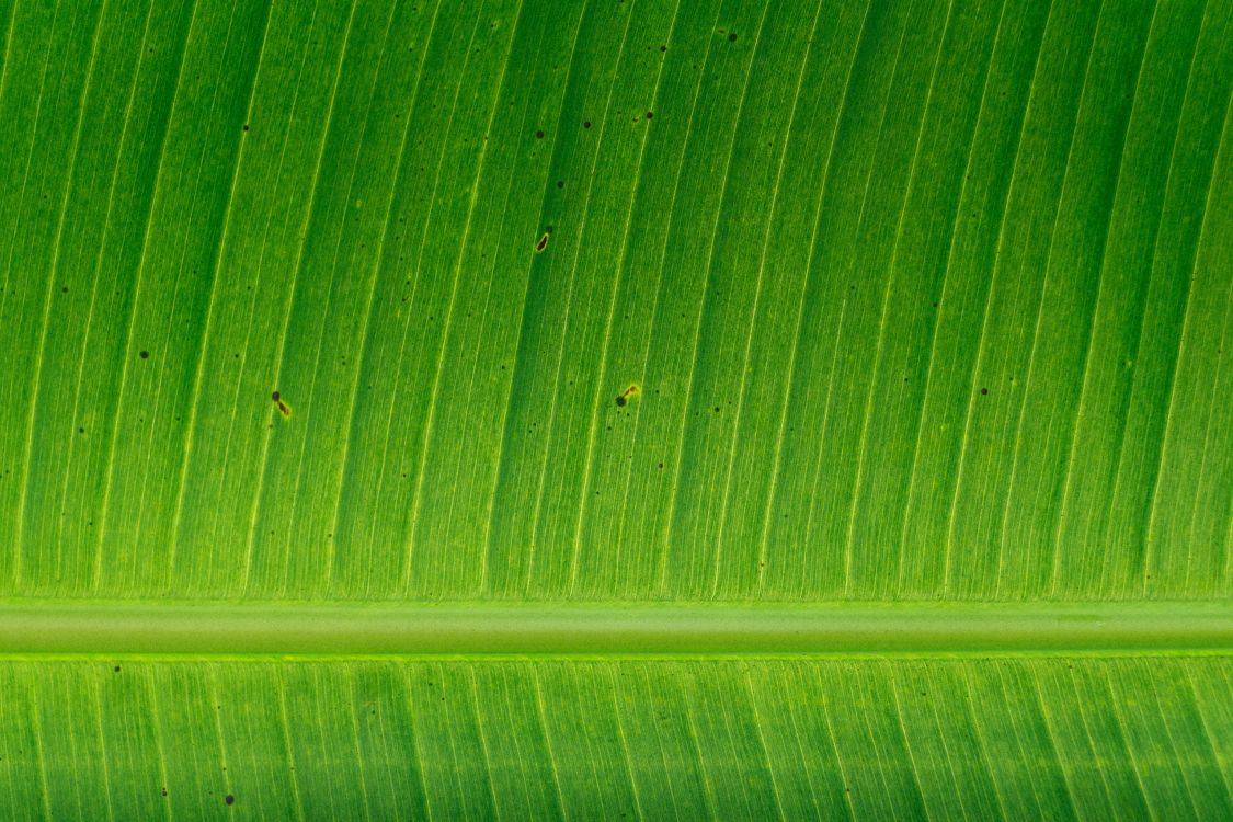 Обои банановые листья, лист, стебель растения, зеленый, растение в разрешении 4805x3203