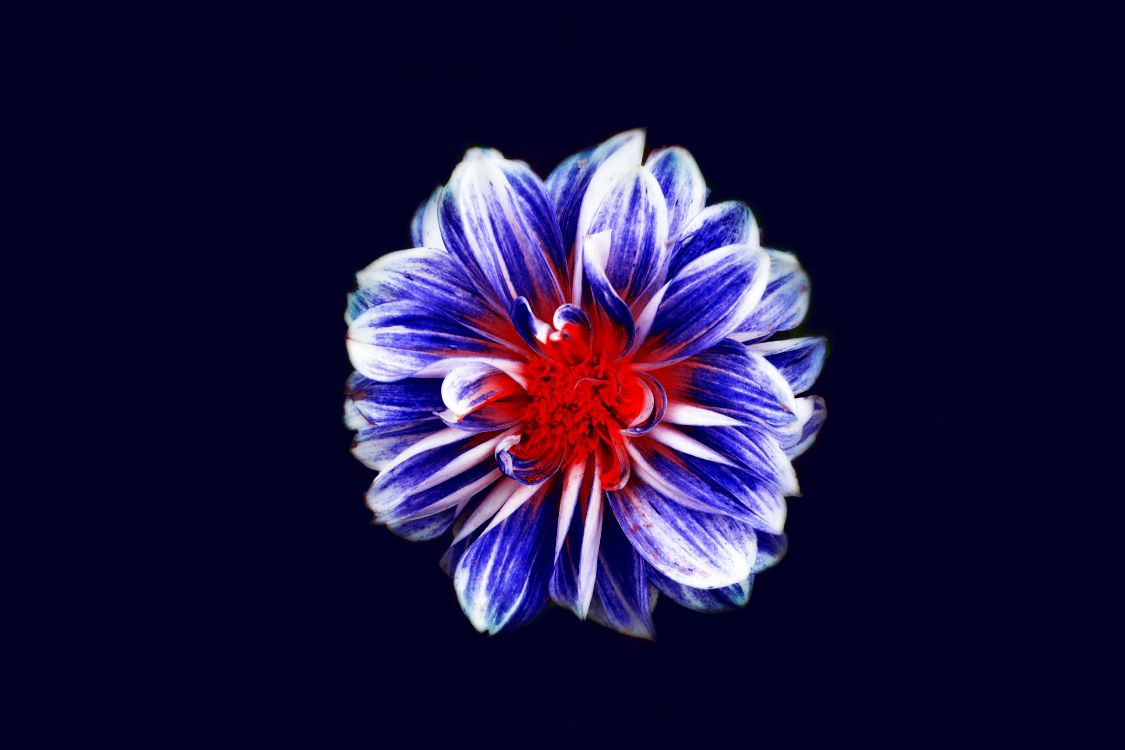 Обои цветок, цветковое растение, синий, синий кобальт, лепесток в разрешении 4608x3072