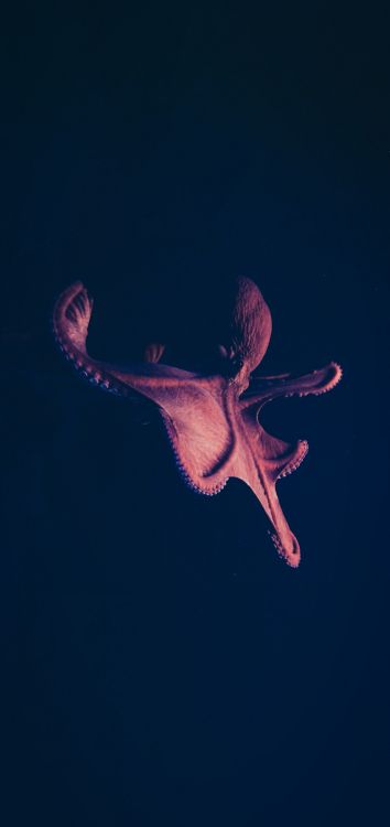 Обои темнота, морская биология, электрик, арт, событие в разрешении 1419x3000