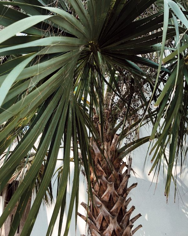 Обои borassus flabellifer, рассада, Бабассу, финиковая пальма, растительность в разрешении 3024x3780