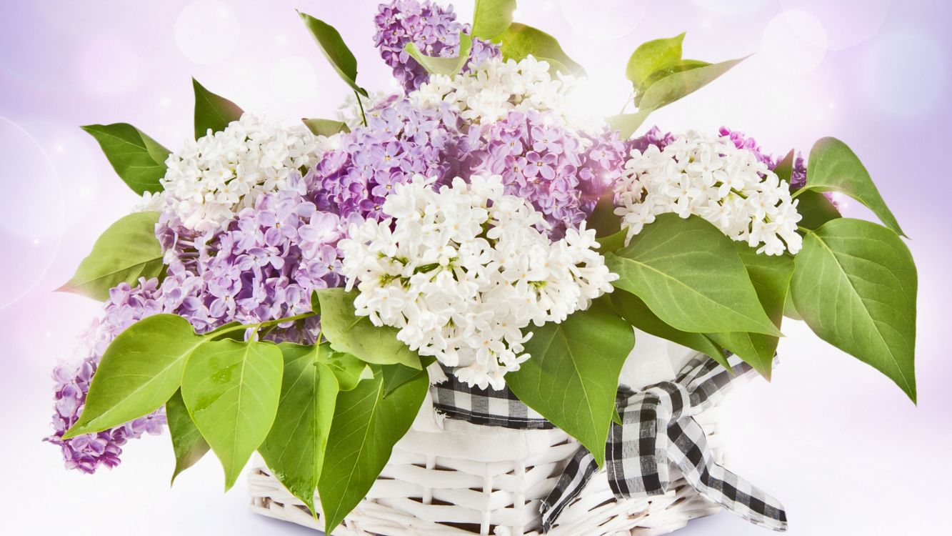 Обои приговор, цветок, растение, лист, лепесток в разрешении 2560x1440