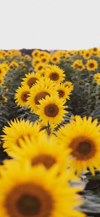 Обои потерянный в дикой природе, будка для поцелуев, цветок, растение, лепесток в разрешении 1080x2340