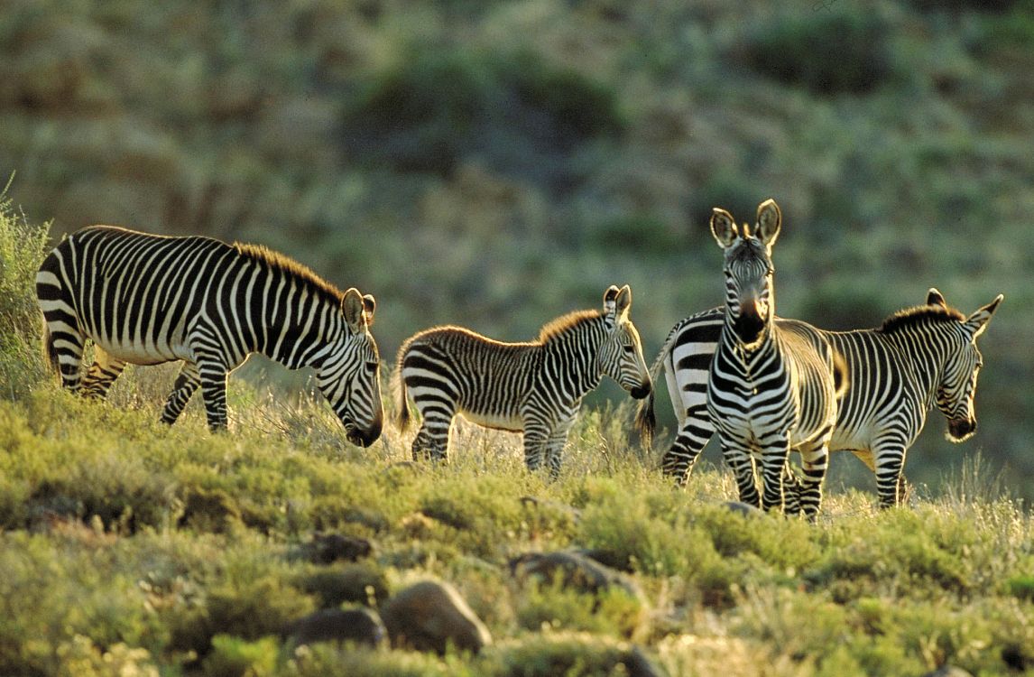 Обои зебра, природный заповедник, живая природа, наземные животные, сенокосное угодье в разрешении 2068x1353