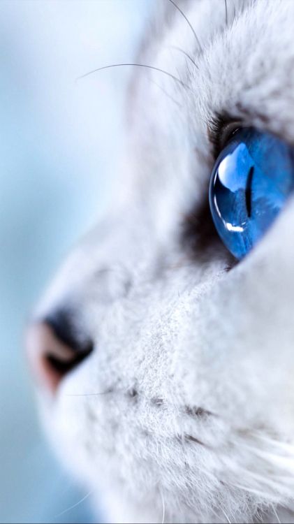 Обои кот, джиджель, голова, кошачьих, кошки малого и среднего размера в разрешении 1080x1920