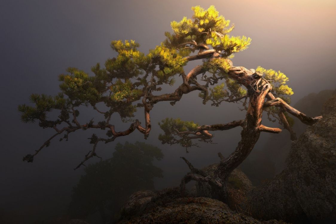 Обои растительность, сосна, природа, дерево, растение в разрешении 1920x1281