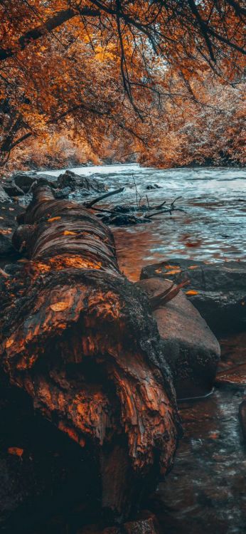 Обои смартфон, природа, андроид, телефон, коричневый цвет в разрешении 591x1280