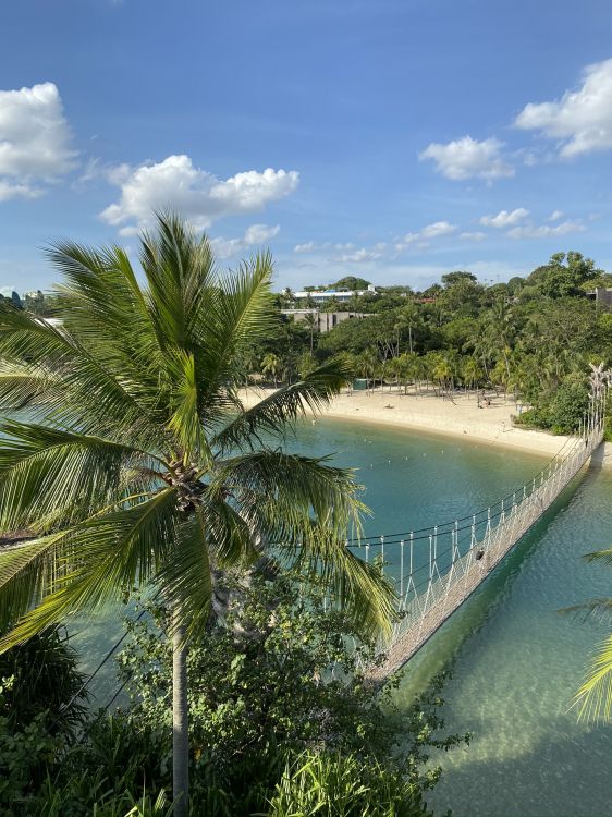 Обои растительность, пальмовые рощи, вода, биология, водоем в разрешении 1536x2048