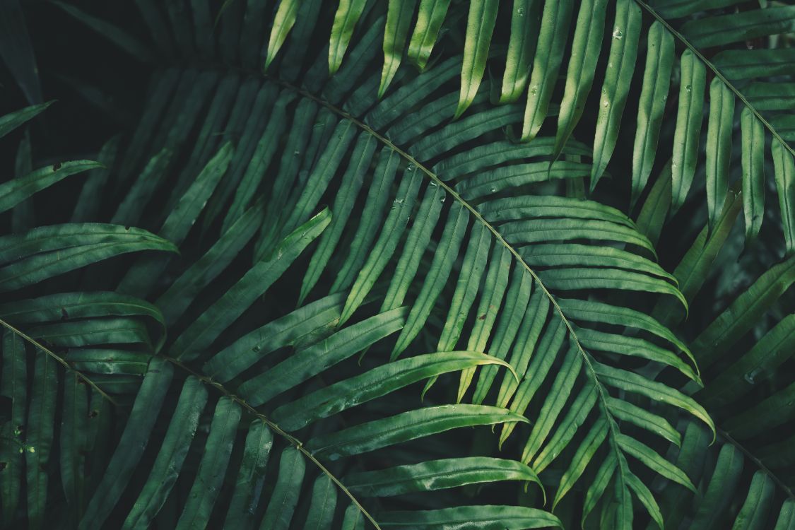 Обои лист, пальмовые рощи, папоротник, ветвь, растительность в разрешении 6000x4000