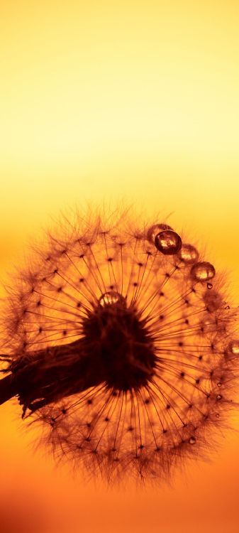 Обои крупный план, цветок, цветковое растение, растение, лепесток в разрешении 1080x2400