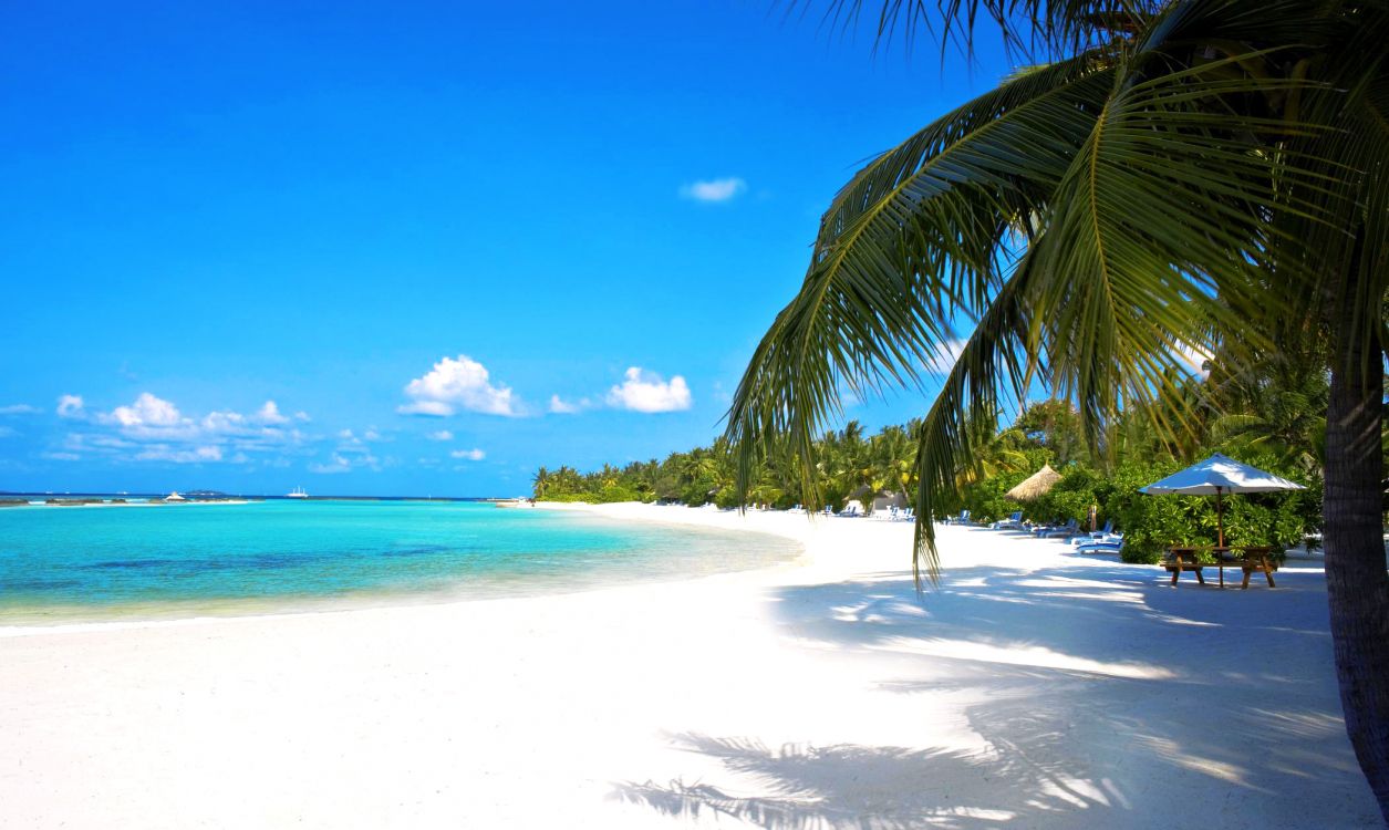 Обои тропическая зона, пляж, Карибский бассейн, отпуск, Пальма в разрешении 2100x1254