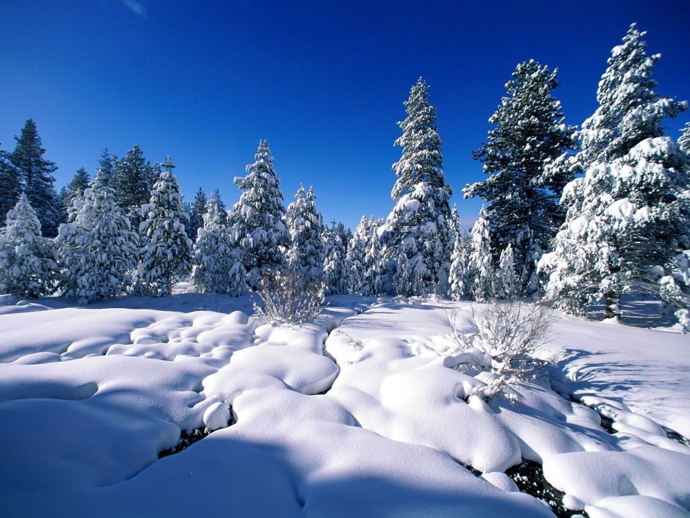 Обои природа, снег, зима, дерево, замораживание в разрешении 2560x1920