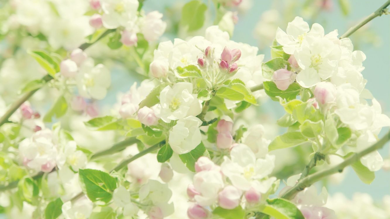 Обои желтый, сирень, цветок, растение, цветочный дизайн в разрешении 3840x2160